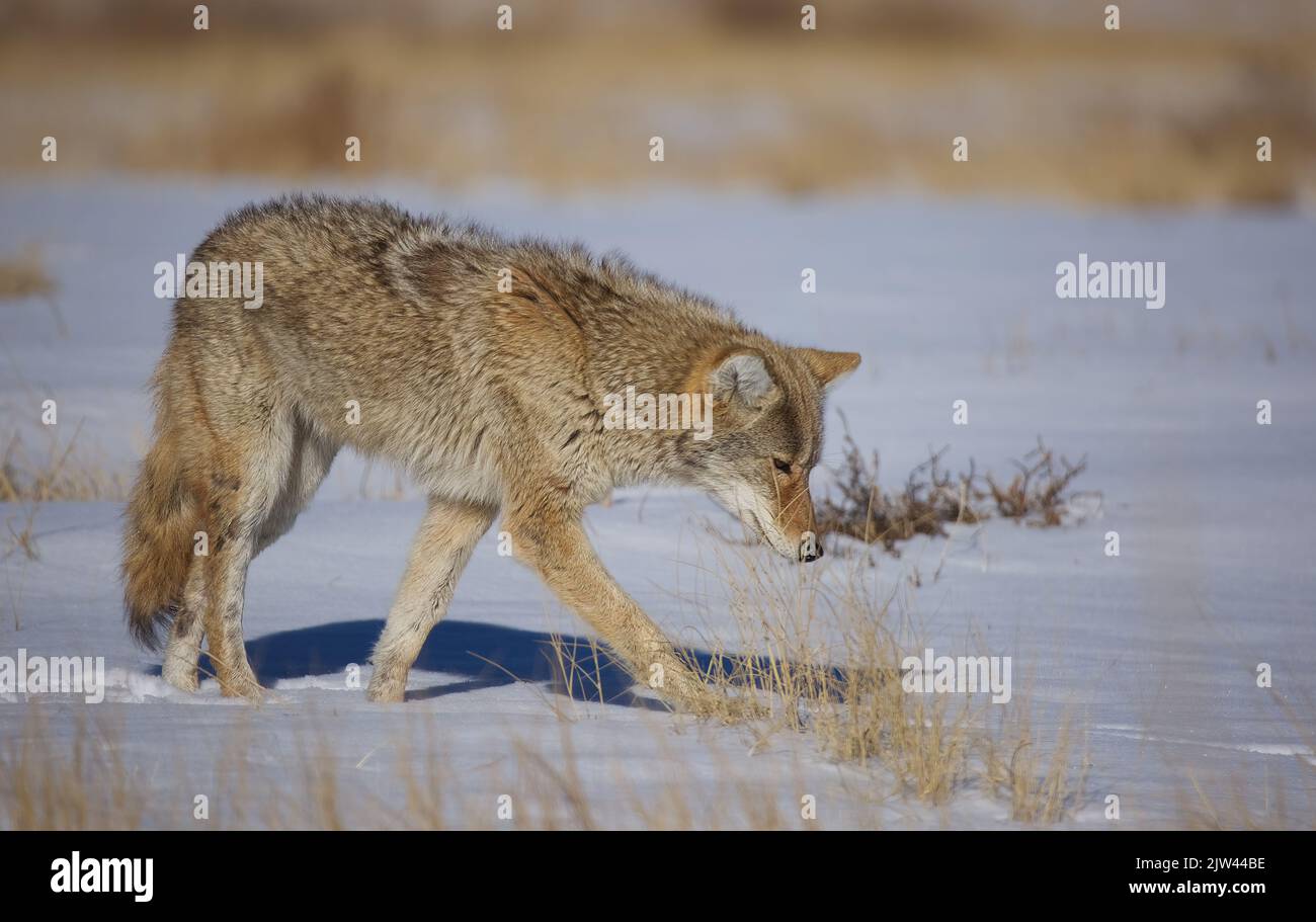 Un coyote (Canis latrans) caccia nella neve sulle pianure del Colorado Foto Stock