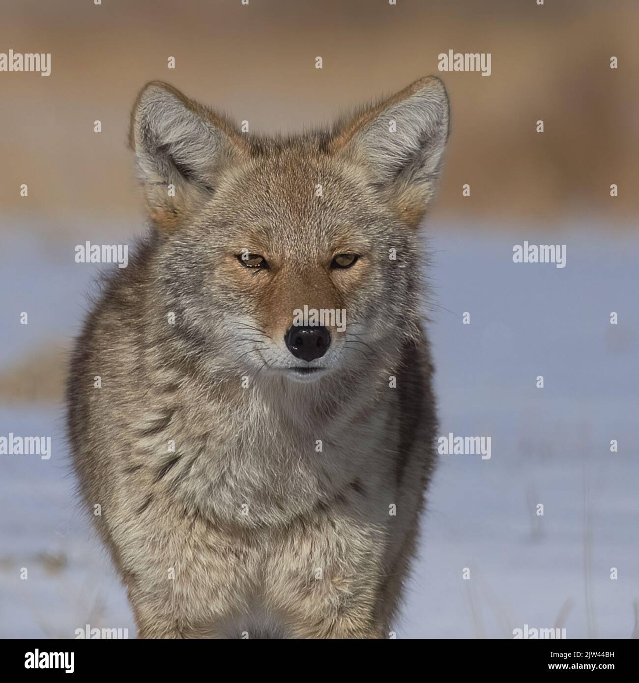 Un coyote (Canis latrans) nel Colorado Foto Stock