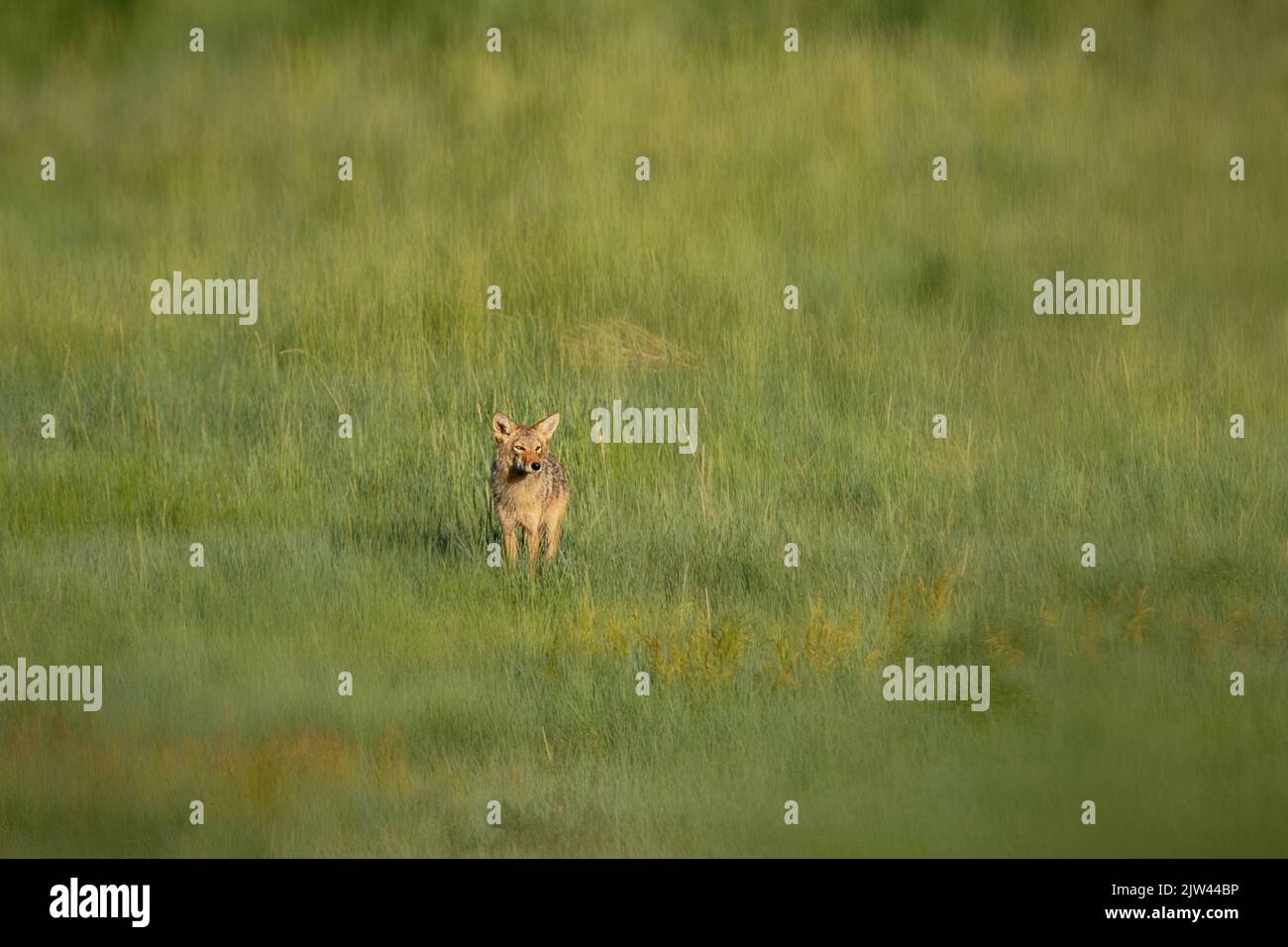 Un coyote (Canis latrans) nel mezzo di un campo verde sulle pianure del Colorado Foto Stock