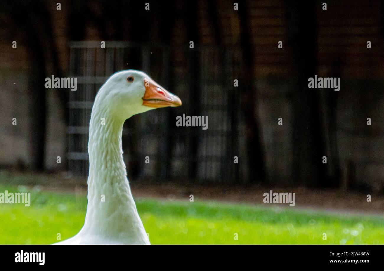 particolare della testa di un'oca bianca che attraversa l'erba con spazio copia. Foto Stock