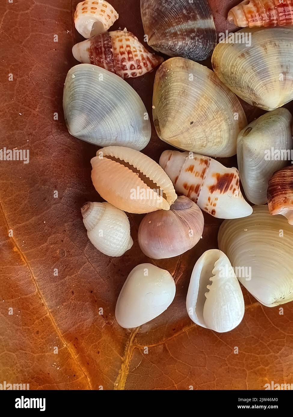 Vista dall'alto primo piano di un congedo secco marrone con assortimento di piccole conchiglie, macro, immagine del reticolo Foto Stock