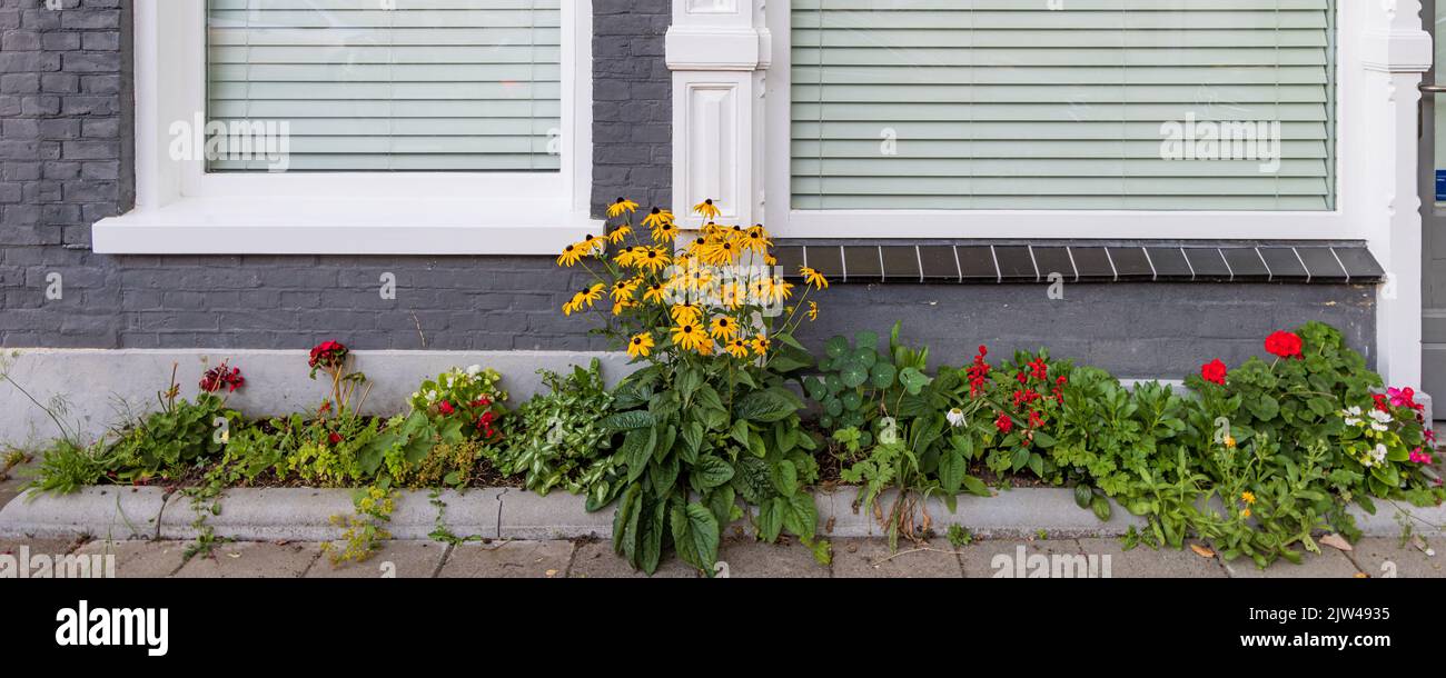 Ltle facciata giardino di fronte alla casa in Kerklaan città di Groningen, nei Paesi Bassi. Buon esempio di ecologizzazione urbana per adattamento climatico Foto Stock