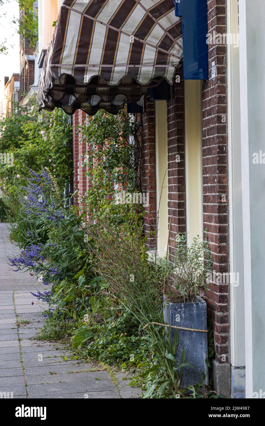 Giardino di facciata di fronte a una casa nella città di Groningen, nei Paesi Bassi. Buon esempio di ecologizzazione urbana per adattamento climatico Foto Stock