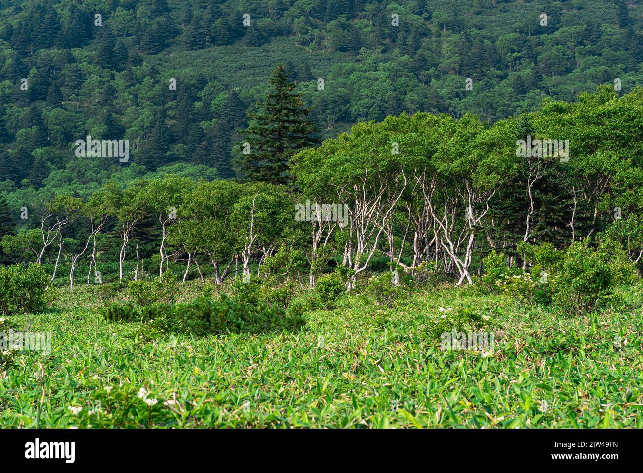 Betulle di pietra tra i boscaioli, il paesaggio boscoso dell'isola di Kunashir, la foresta costiera monsonica Foto Stock