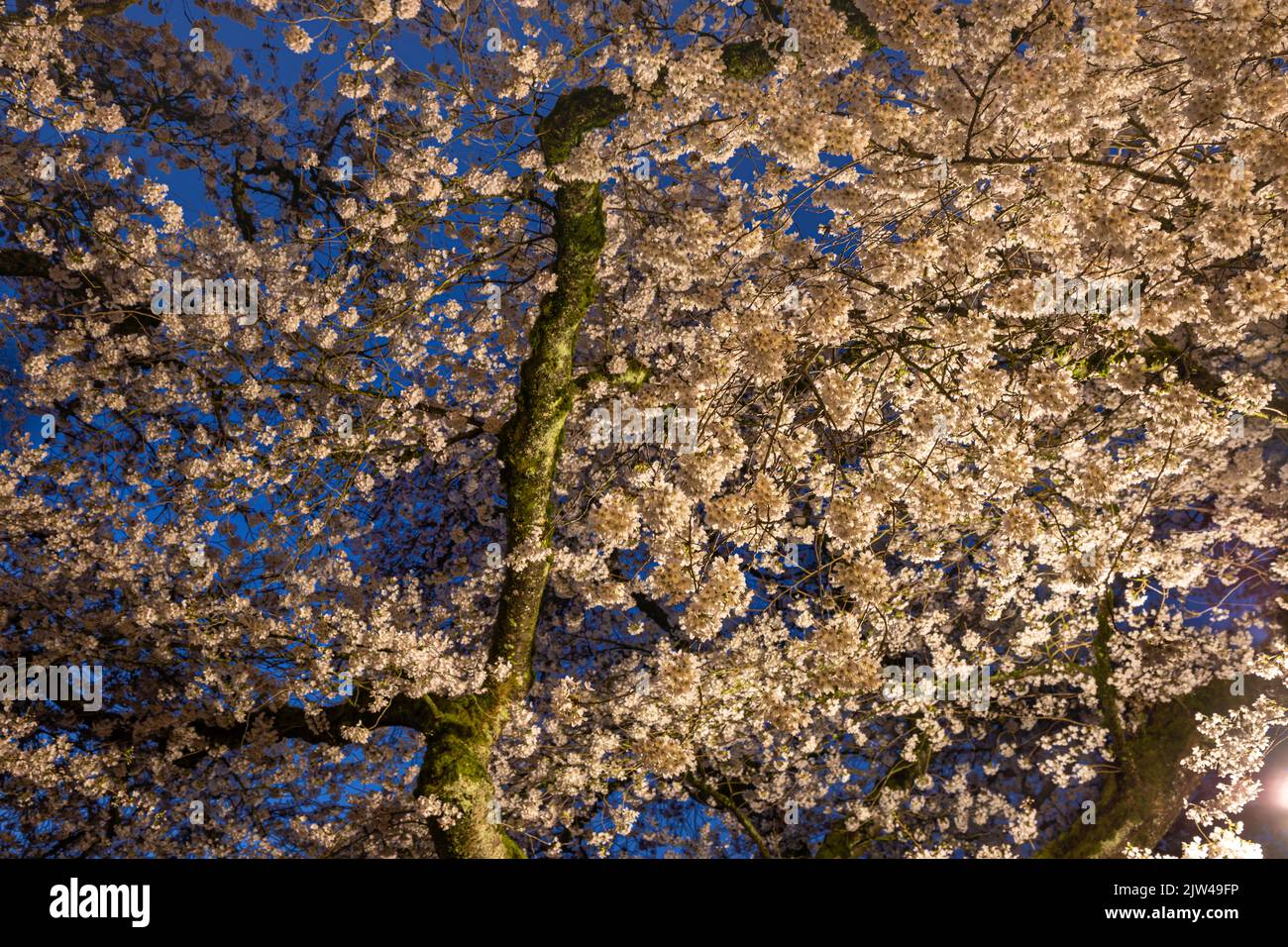 WA21939-00...WASHINGTON - Venerabile albero di ciliegio in fiore, illuminato da una ciliegia ornamentale nelle prime ore del mattino sul Quad a UW, campus di Seattle. Foto Stock
