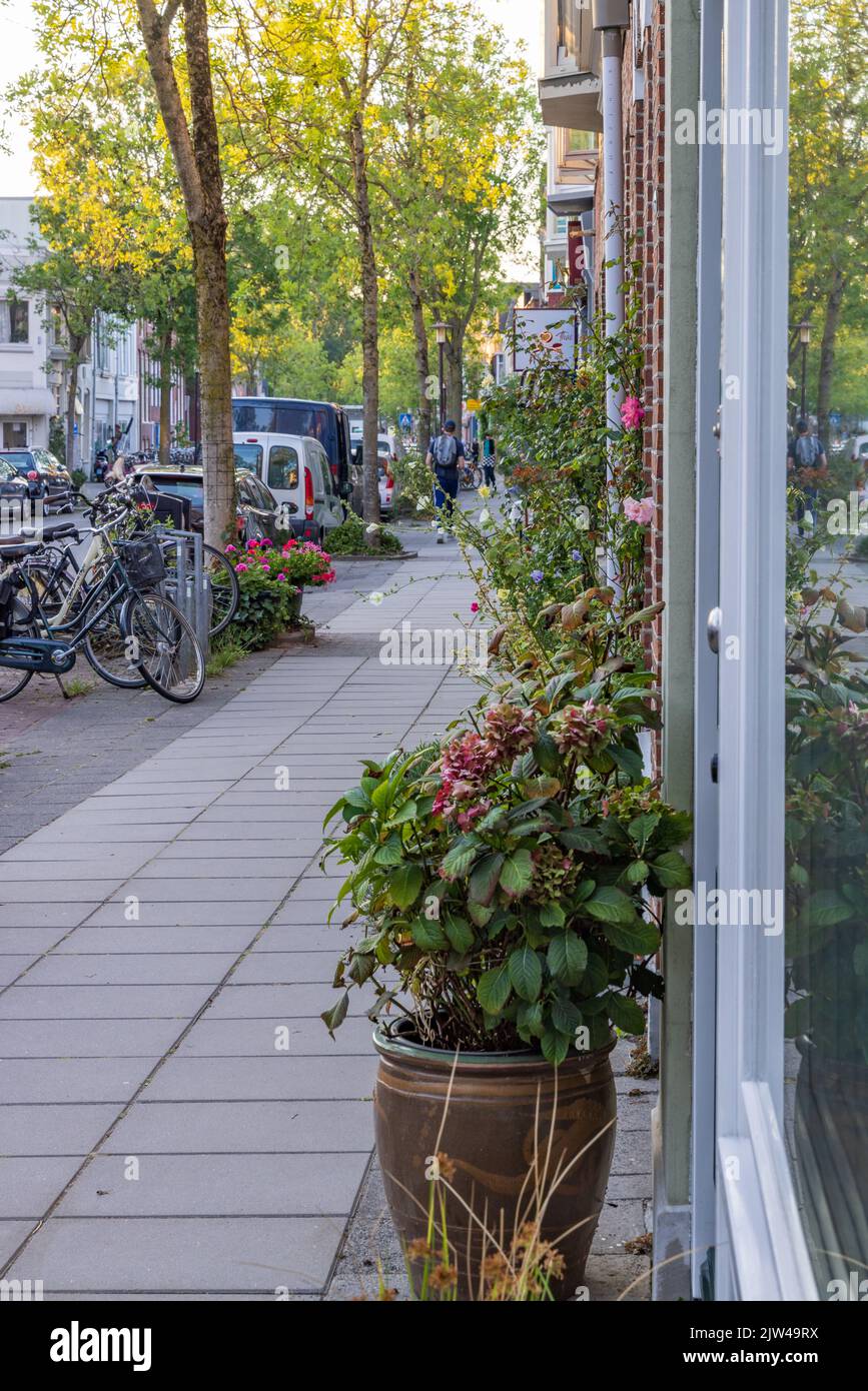 Fiori e piante di fronte alle vecchie case della città di Kerklaan, nella città di Groningen, nei Paesi Bassi. Foto Stock