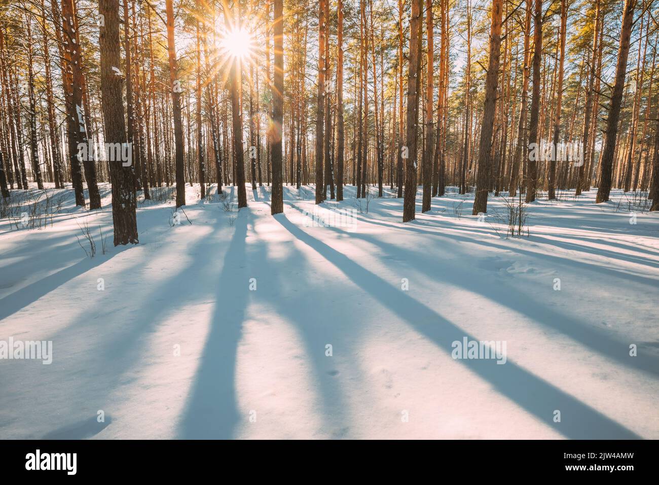 Belle Blue Shadows from Pines Trees in Motion su Winter Snowy Ground. Sole Sunshine nella foresta. Tramonto luce del sole che brilla attraverso Pine Greenwoods Foto Stock