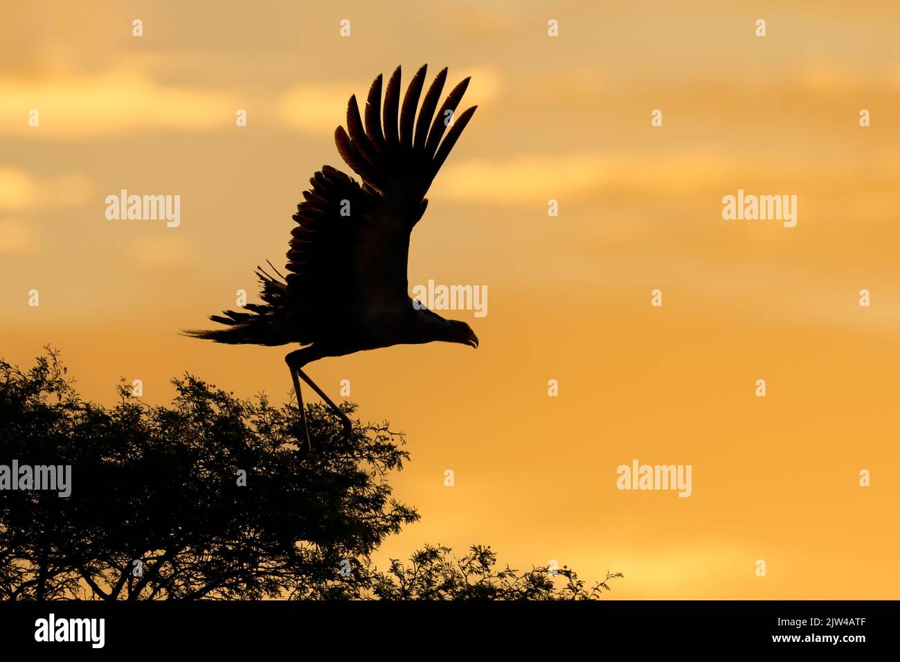 Uccello segretario (Sagittario serpentario) con ali aperte che si stagliano contro un cielo arancione, Sudafrica Foto Stock
