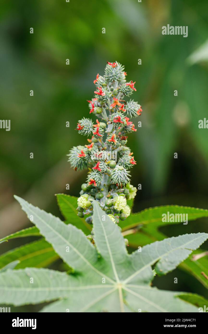 Il Ricinus communis, la pianta del fagiolo di ricino o dell'olio di ricino, è una specie di pianta fiorita perenne della famiglia delle Euphorbiaceae. Un velenoso Foto Stock