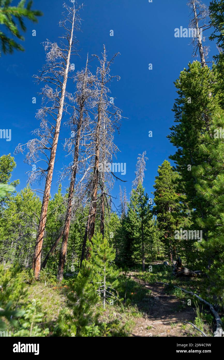 Rand, Colorado - alberi di pino uccisi da un'epidemia di coleotteri di pino di montagna lungo la divisione continentale al Passo di Willow Creek. Lo scarabeo ha ucciso mi Foto Stock