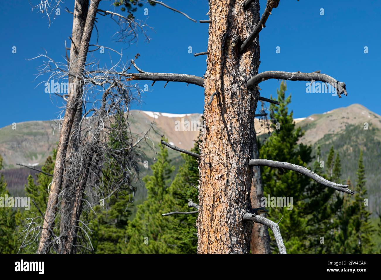 Rand, Colorado - alberi di pino uccisi da un'epidemia di coleotteri di pino di montagna lungo la divisione continentale al Passo di Willow Creek. Lo scarabeo ha ucciso mi Foto Stock