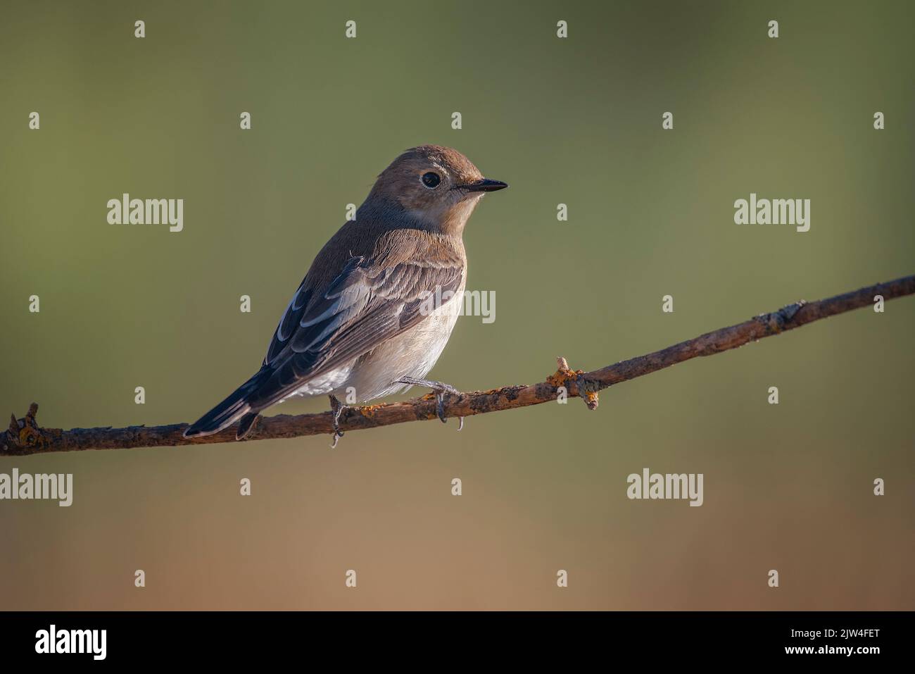 pied flycatcher, arroccato sul ramo, sfondo caldo Foto Stock