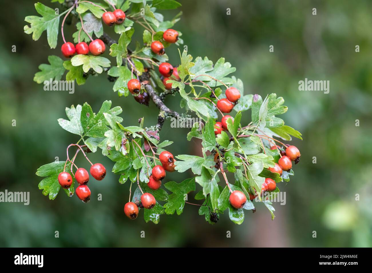 Bacche di biancospino, un sacco di bacche rosse su albero di biancospino (Crataegus monogyna) durante l'inizio dell'autunno, Regno Unito Foto Stock
