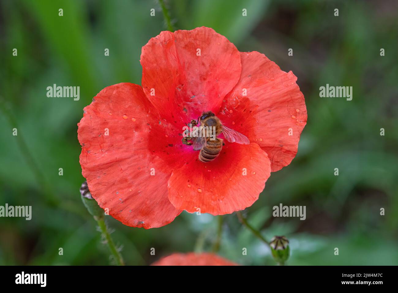 Nettaring dell'ape del miele su un fiore rosso del papavero in tarda estate, Inghilterra, Regno Unito Foto Stock