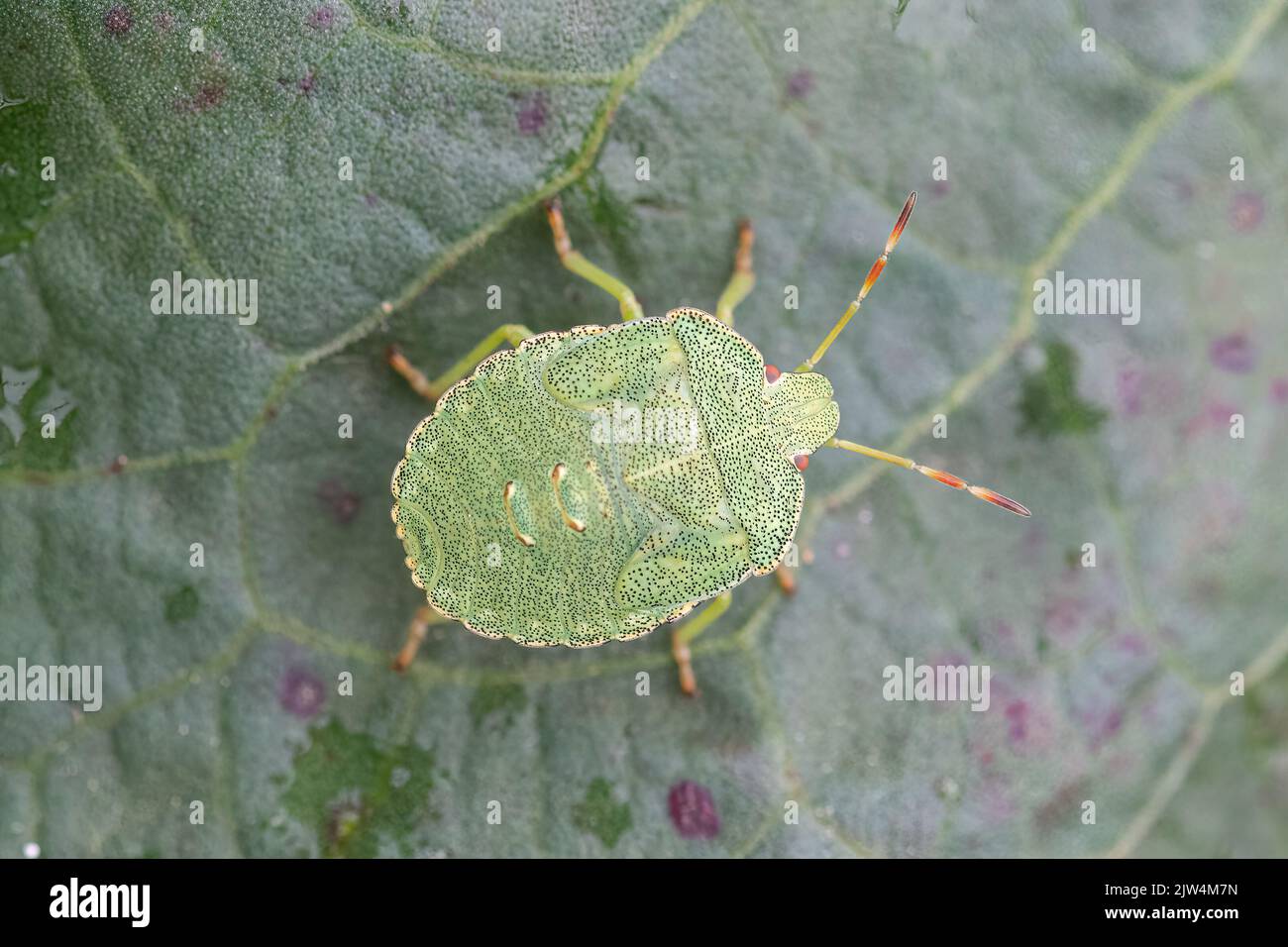 Comune scudo verde bug (Palomena prasina) ultimo instar ninfa, Regno Unito Foto Stock