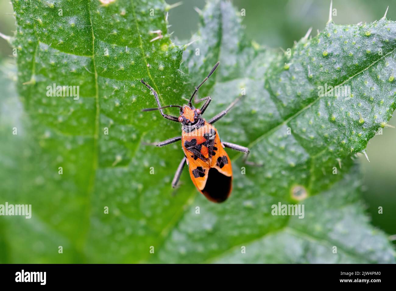 Cinnamon Bug (Corizus hyoscyami), Regno Unito Foto Stock