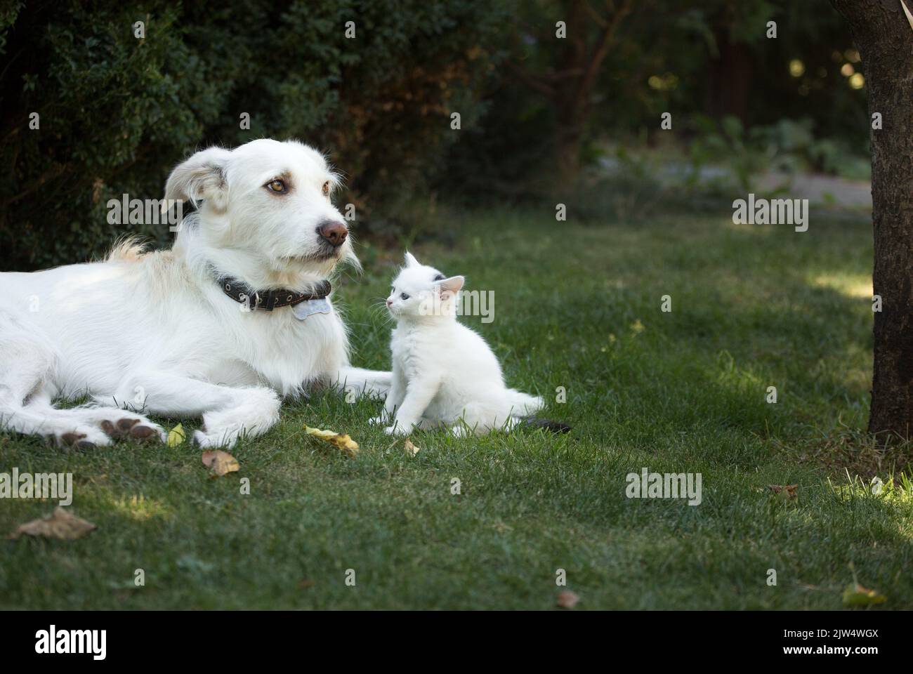 il cane grande bianco si trova accanto ad un piccolo gattino bianco seduto sull'erba verde. incontro amichevole, relazioni tra gli animali, conoscenza con un nuovo animale domestico. Foto Stock