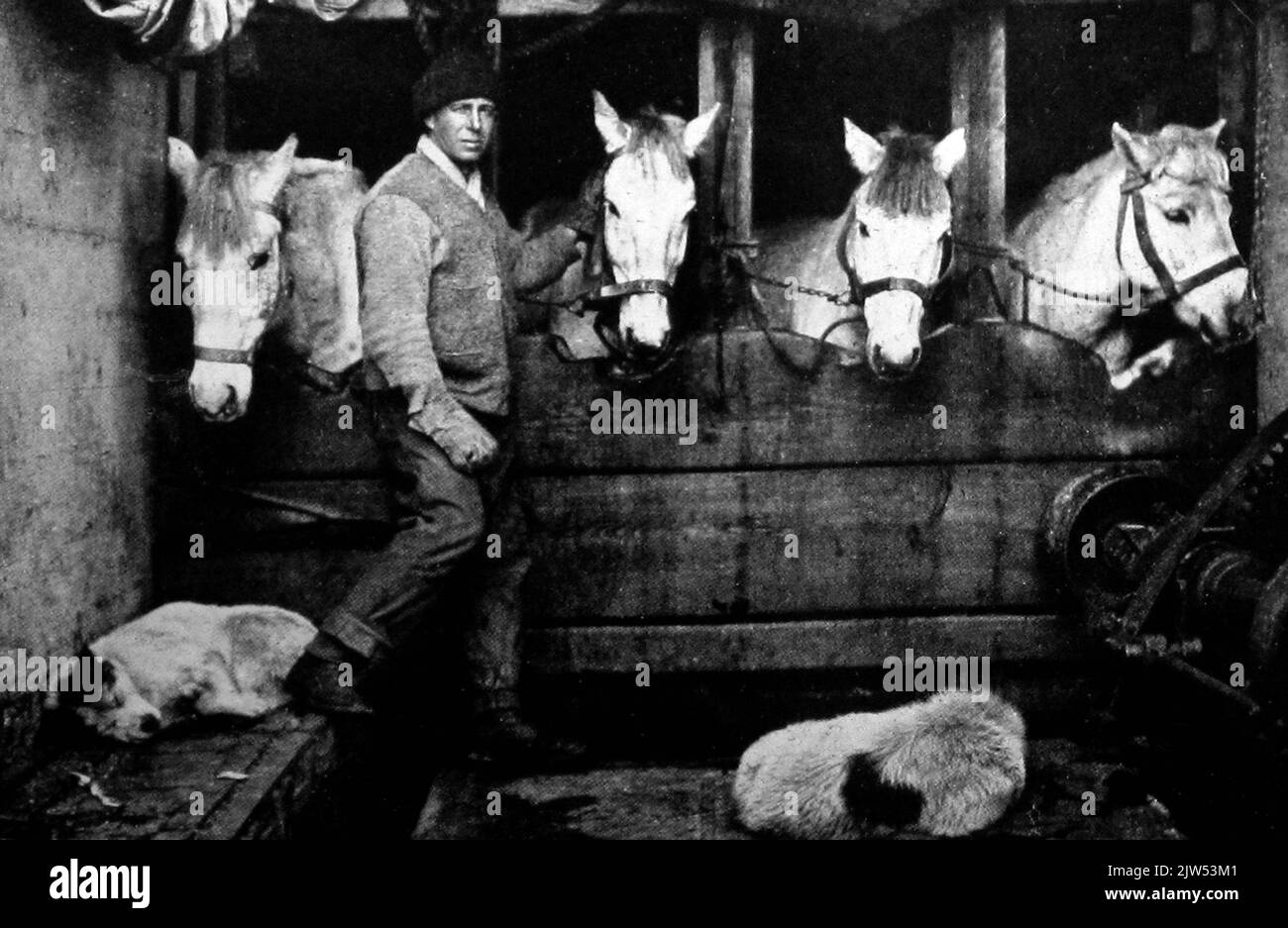 Capitano Oates con alcuni dei pony, spedizione Antartica britannica guidata dal capitano Scott 1910 - 1913 Foto Stock