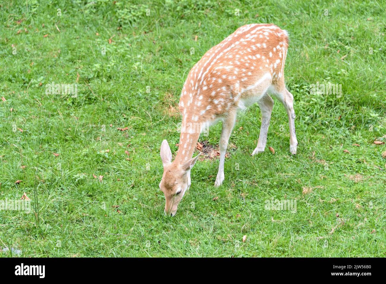 Daino durante la stagione di rutting. Foto Stock