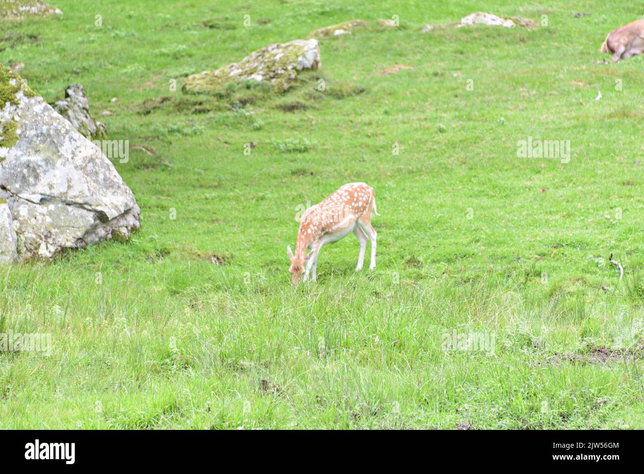 Daino durante la stagione di rutting. Foto Stock