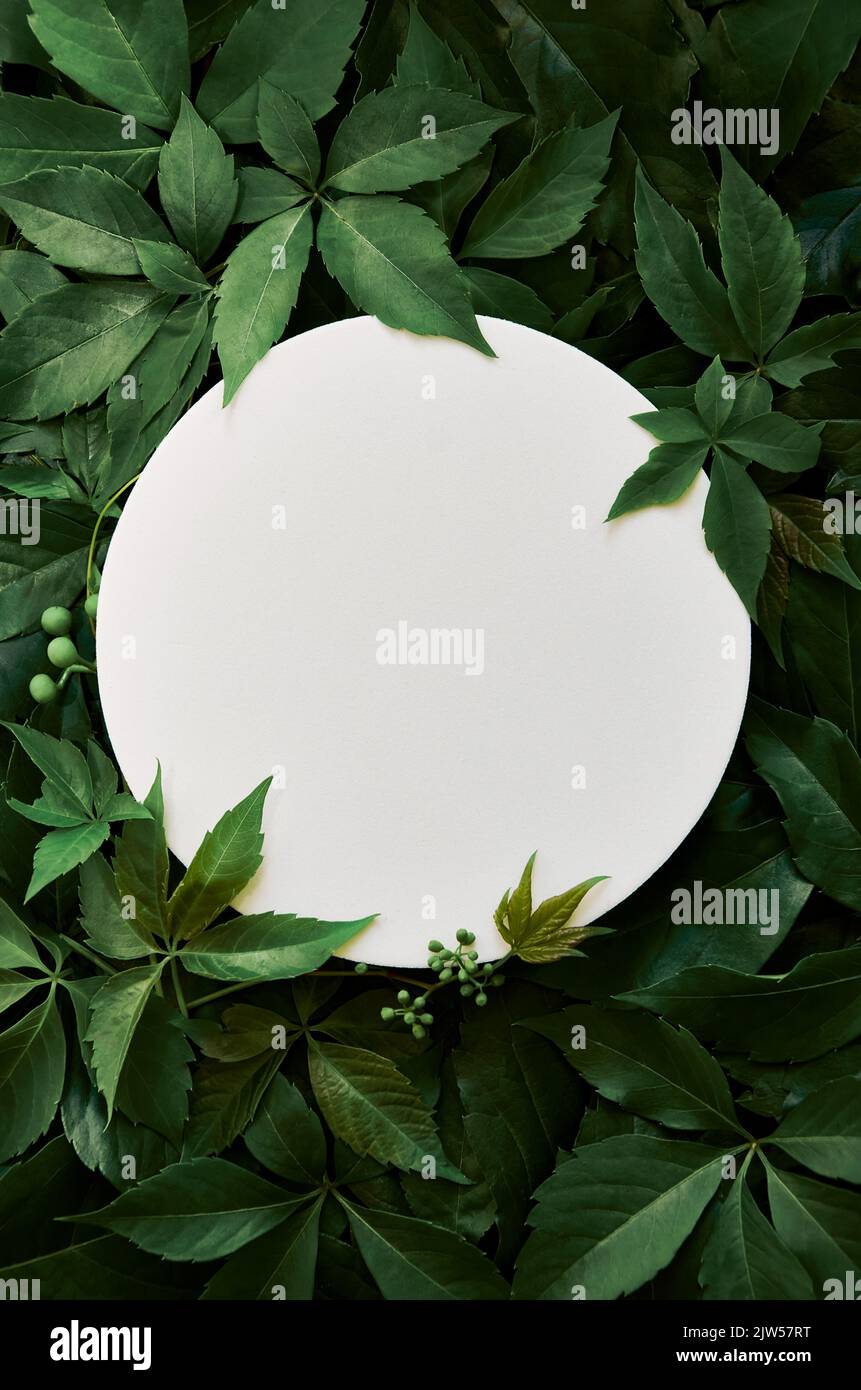 Mockup rotondo bianco per prodotti cosmetici su sfondo verticale verde foglie. Foto Stock