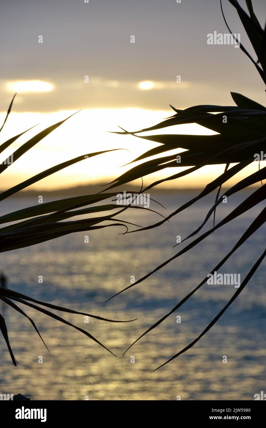 L'ultima onda al Parco Nazionale di Noosa con la silhouette di una palma di pandanus di fronte ad uno splendido tramonto Foto Stock