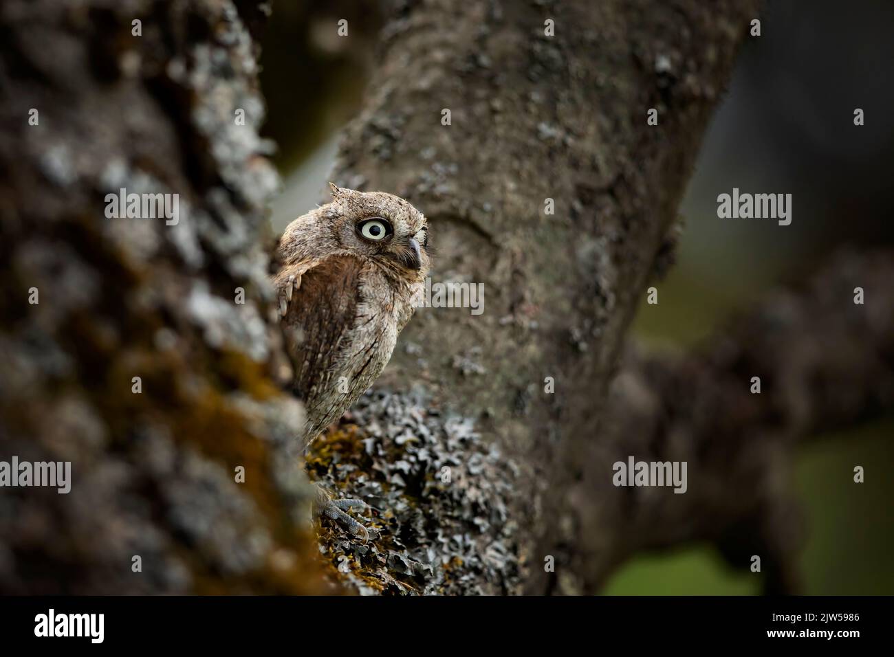 Scope Nesting Owl, Otus scops, seduto su un ramo d'albero nella foresta. Fauna selvatica scena animale dalla natura. Foto Stock