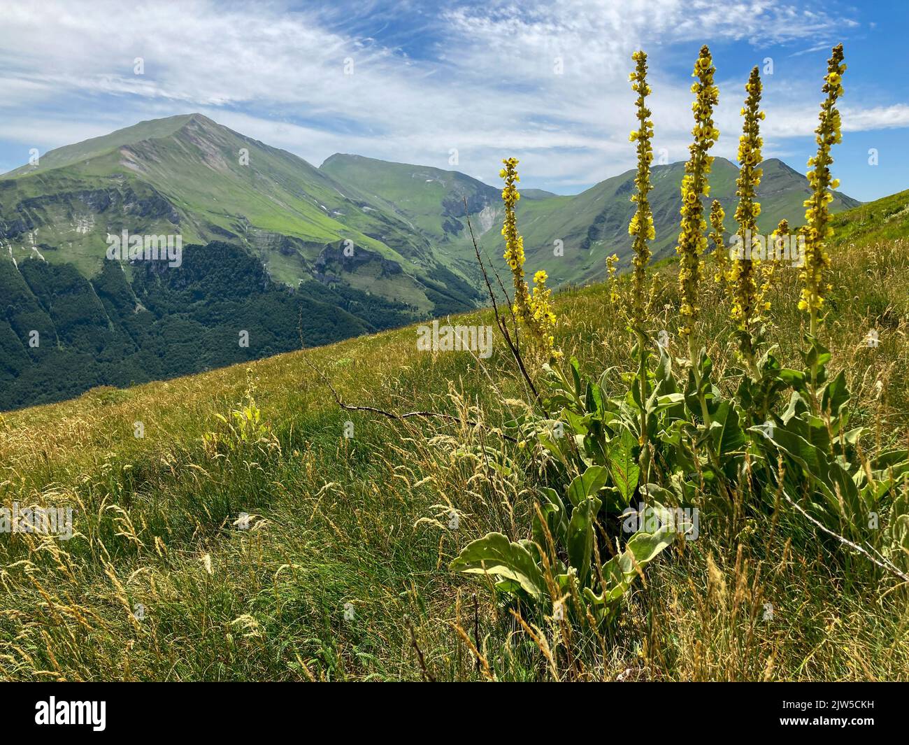 Impianto di mullein, o Verbascum, e montagne del Parco Nazionale dei Monti Sibillini, Italia Foto Stock