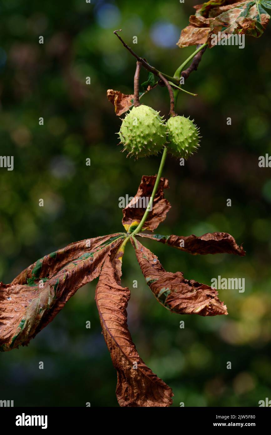 un castagno maturo è appeso su un albero con foglie essiccate dal caldo estivo Foto Stock
