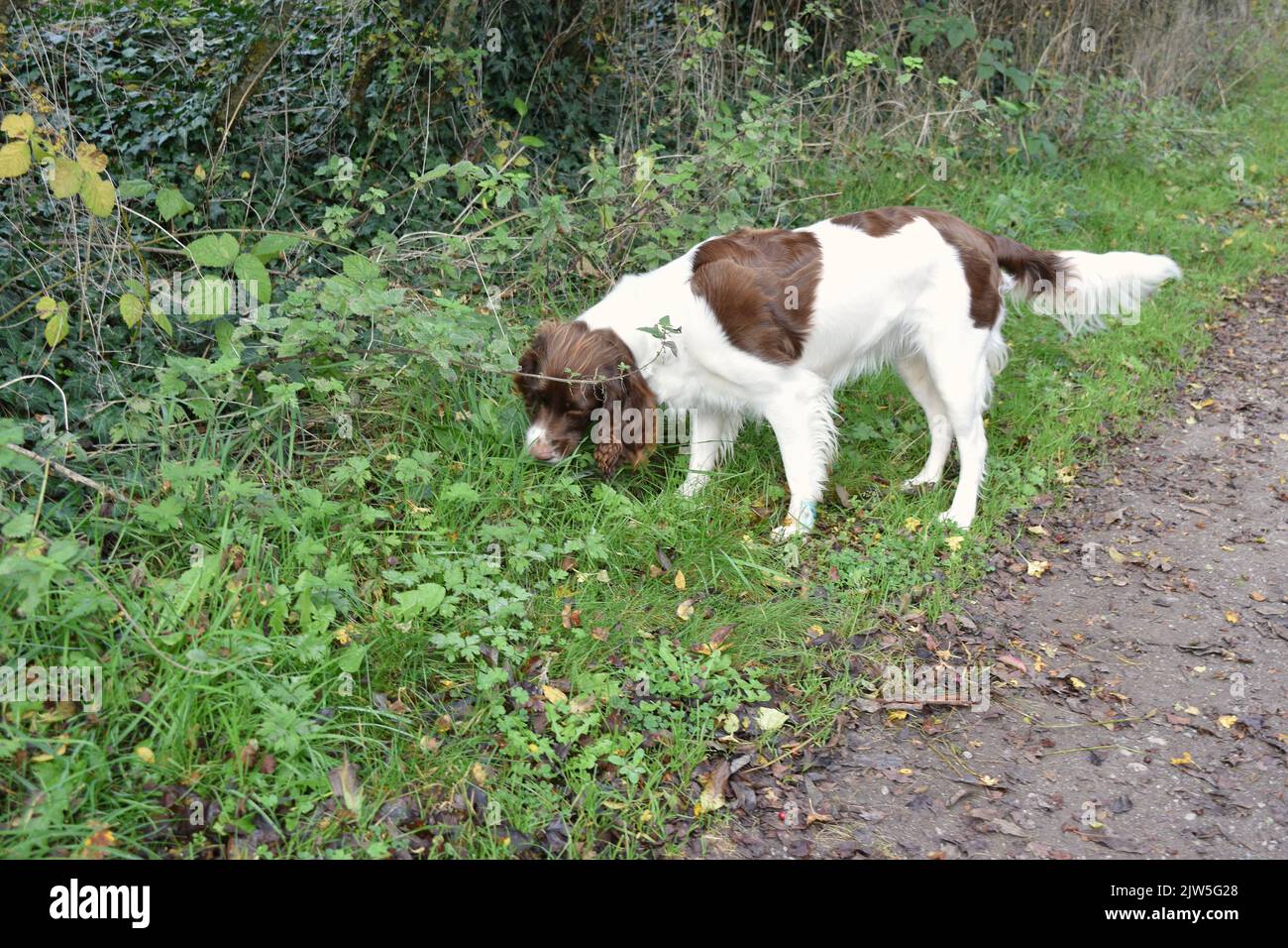 Spaniel cane a piedi nella campagna inglese. Foto Stock