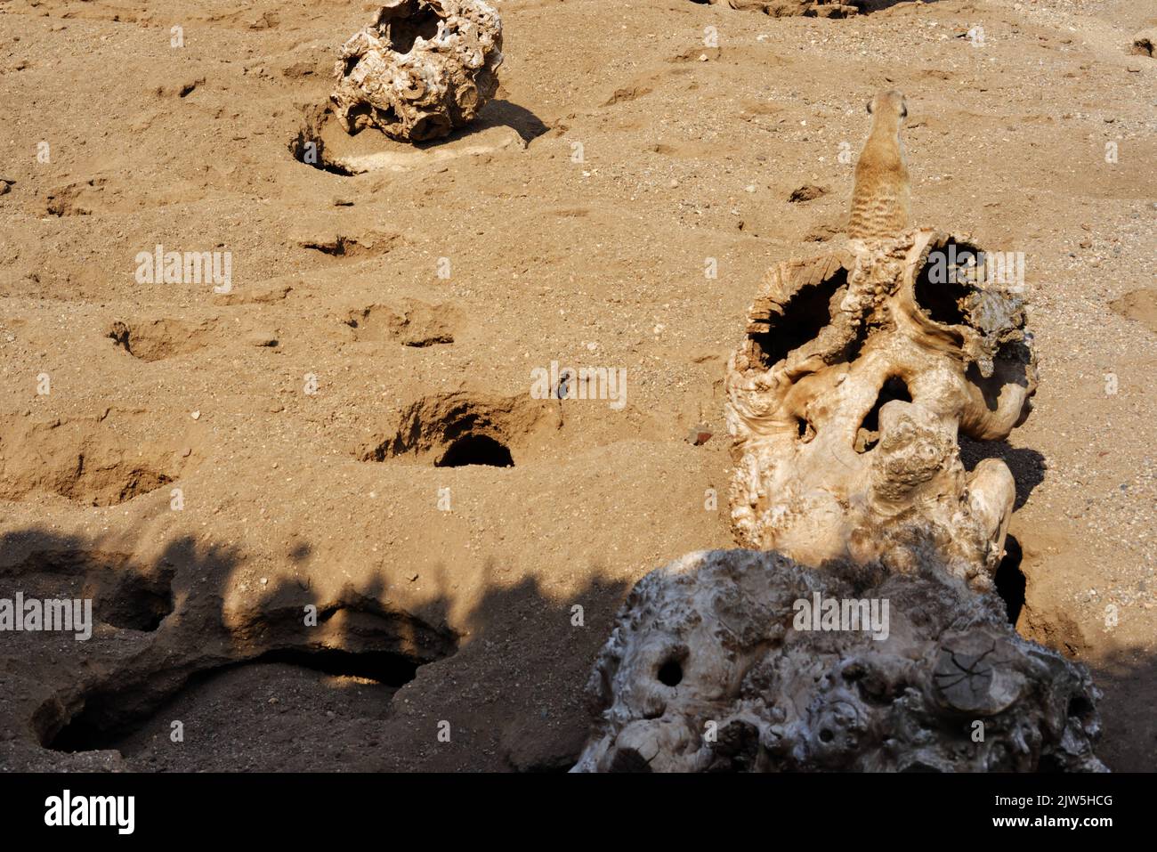 Buchi a paesaggio sabbioso e meerkat osservando intorno su log Foto Stock