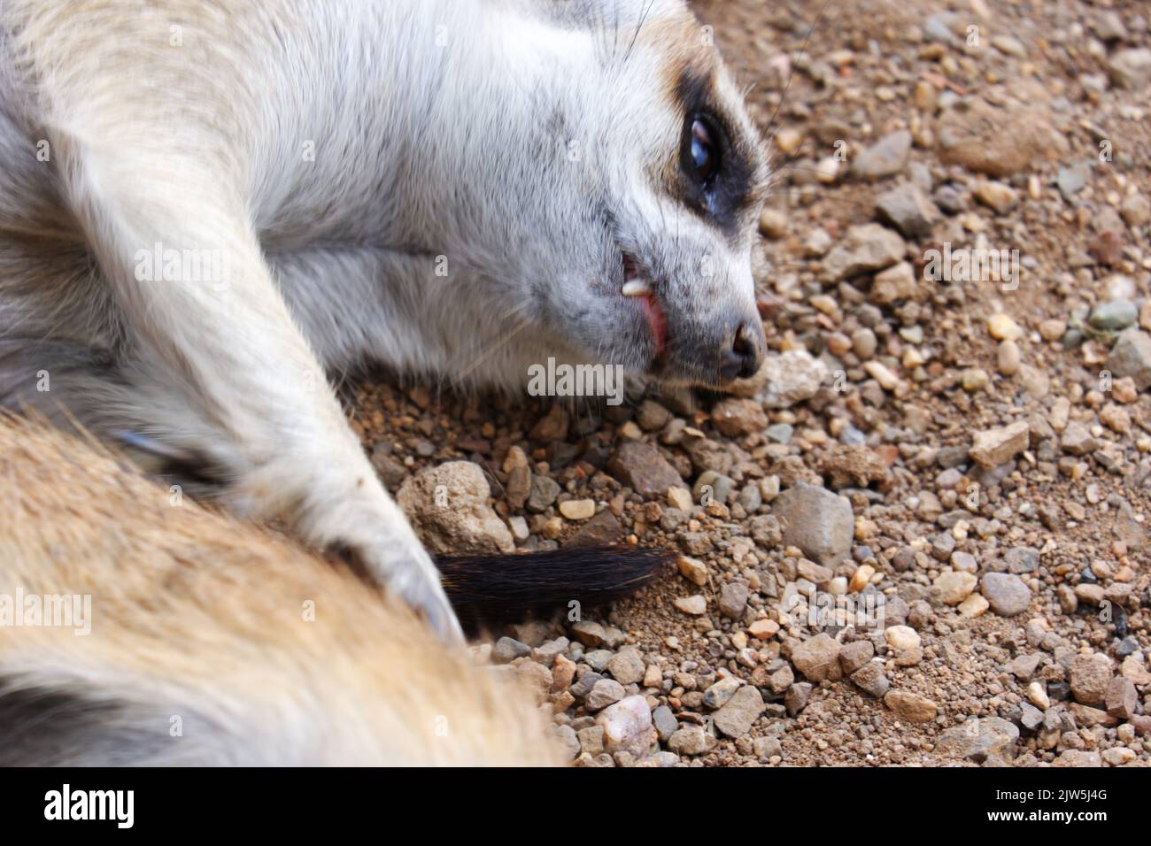 I meerkat che si posano su un terreno sabbioso giocano tra loro Foto Stock