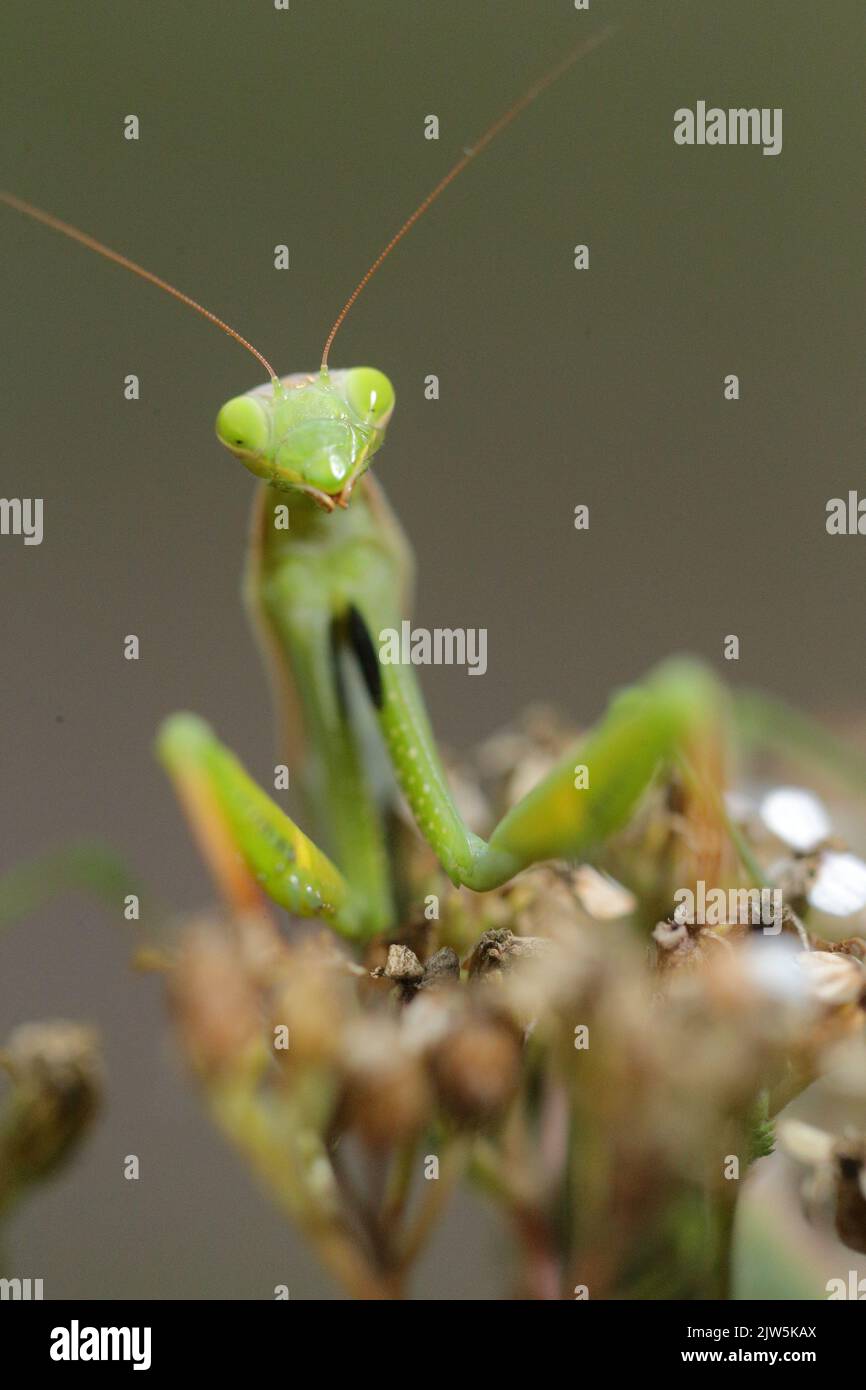 Giovane mantide verde che prega di fronte alla macchina fotografica su piante essiccate, macro ritratto espressivo catturato nella provincia di León, Spagna Foto Stock