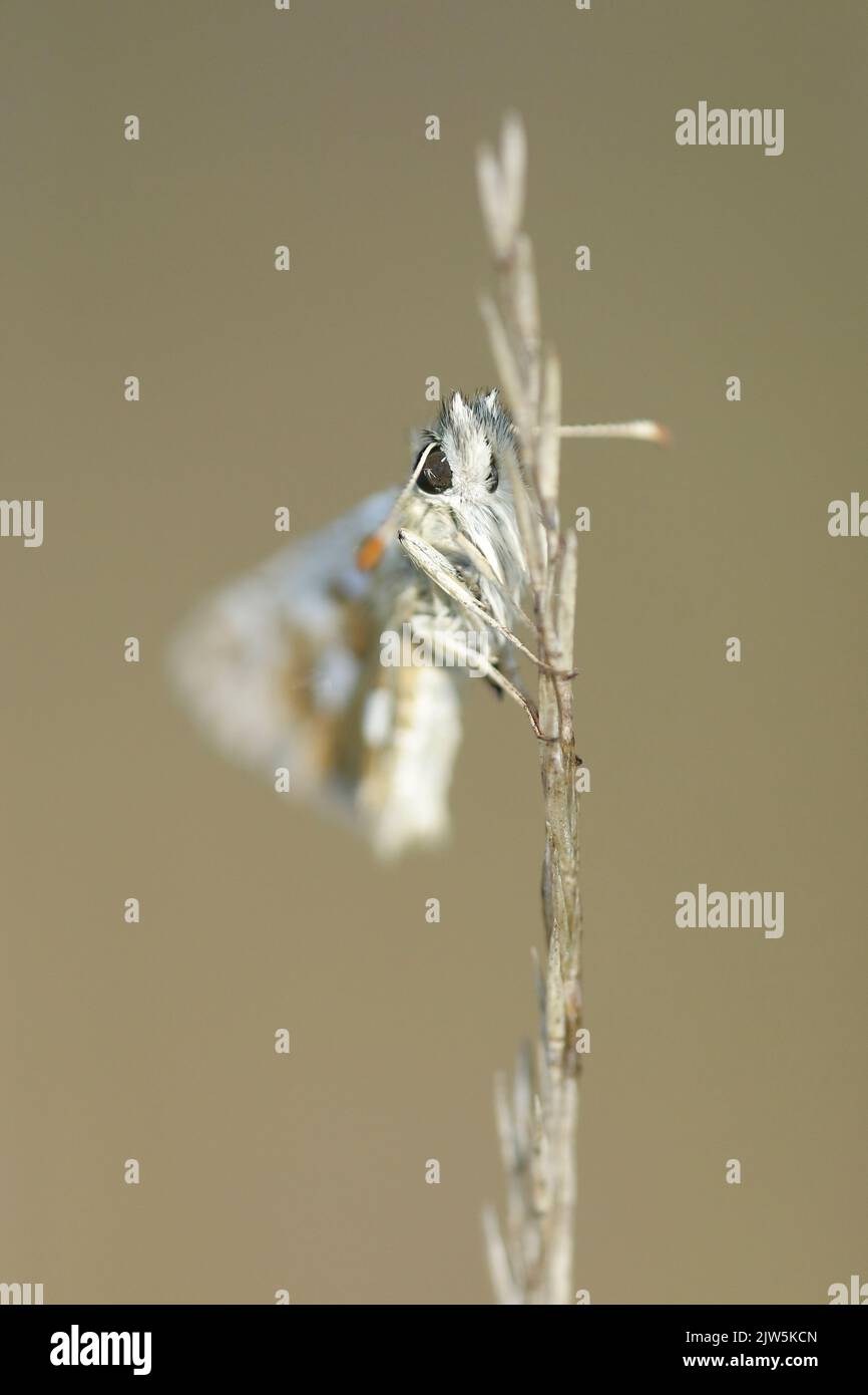 Piccola farfalla mimetizzata su stelo secco con sfondo morbido e uniforme, immagine macro della fauna selvatica della provincia di León, Spagna Foto Stock