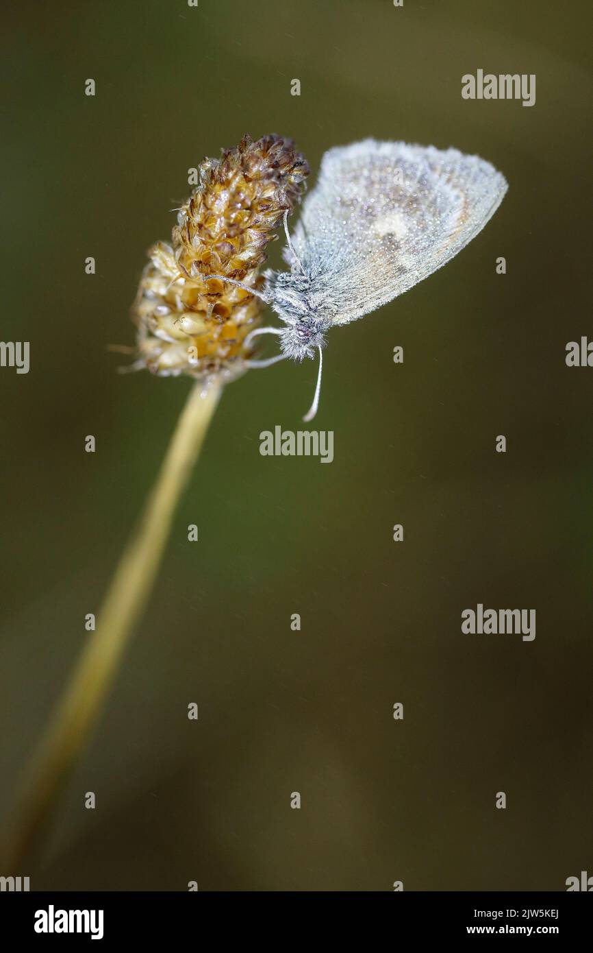 Delicata piccola farfalla che riposa su una testa di fiori asciutta all'alba, foto macro dettagliata nell'habitat naturale, provincia di León, Spagna Foto Stock