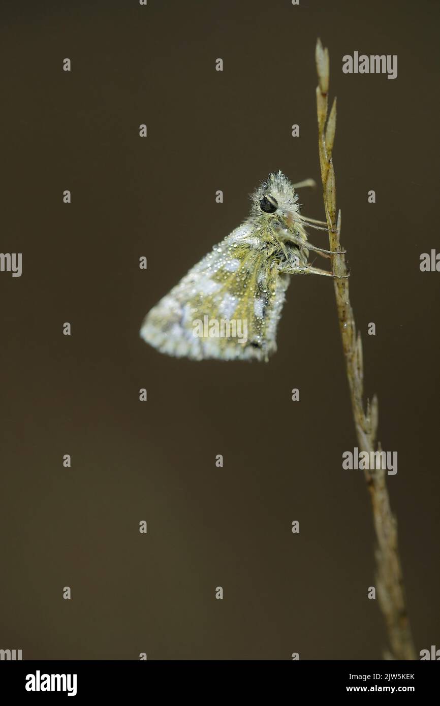 Chiudi macro di una piccola farfalla gialla appoggiata su un sottile stelo secco a León, Spagna, catturando i dettagli strutturali fini e uno sfondo profondo e liscio. Foto Stock