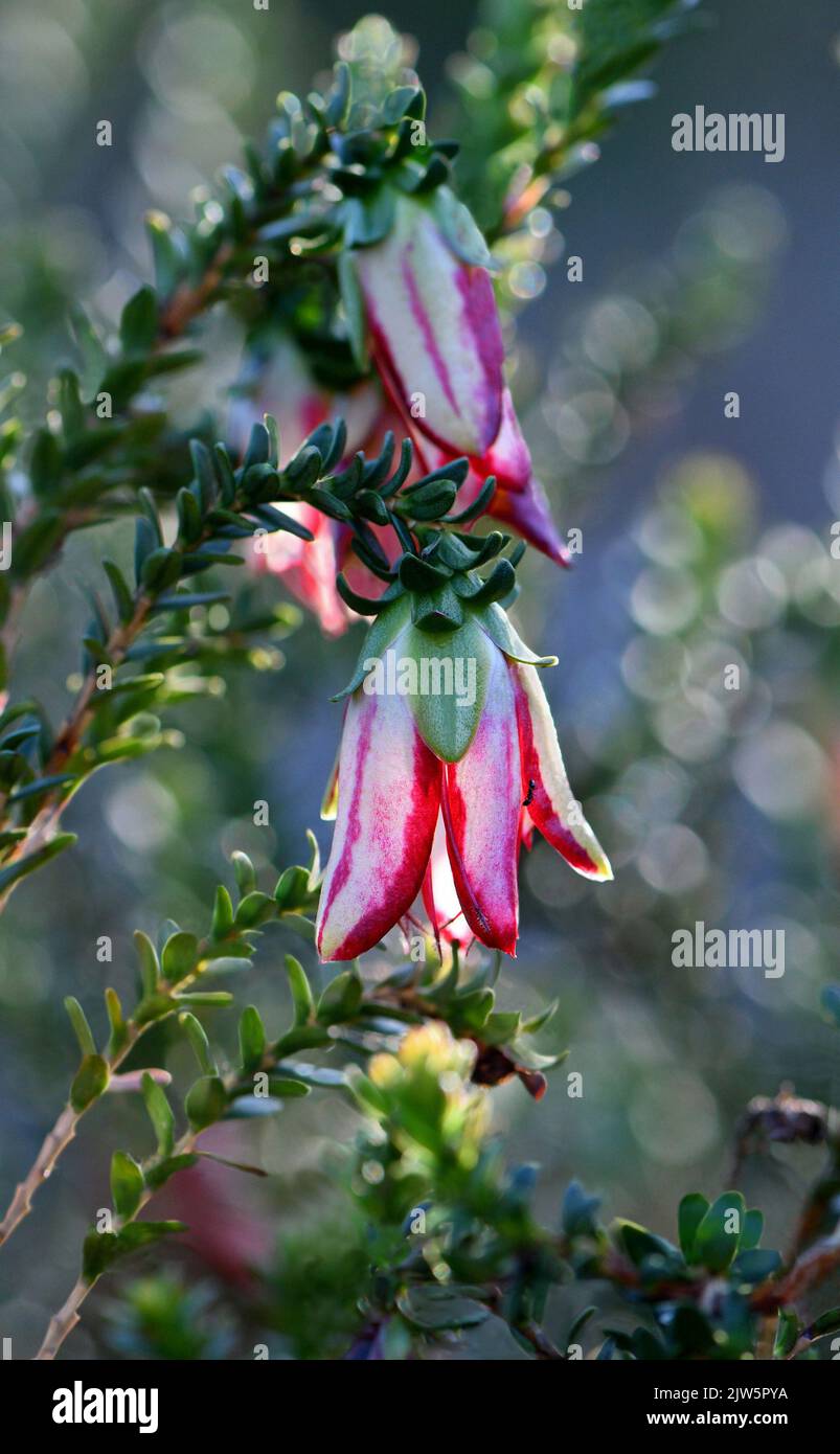 Fiore a strisce rosse e bianche dell'ibrido Darwinia macrostegia nativo dell'Australia Occidentale Stripey, famiglia Myrtaceae. Conosciuta come la Campana di Mondurup Foto Stock