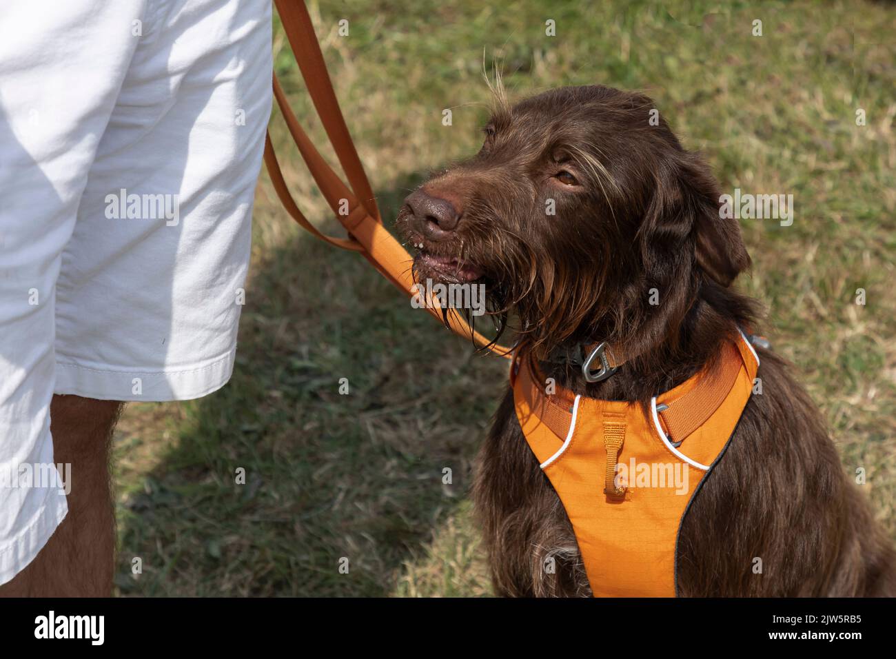 Cane marrone peloso che indossa un'imbracatura arancione e che siede sull'erba accanto a una persona in pantaloncini bianchi Foto Stock