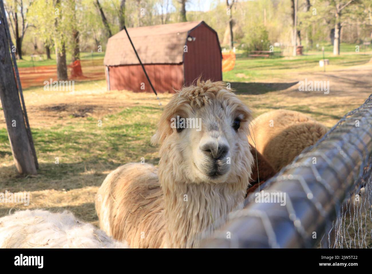Alpaca marrone a Fence saluto visitatore con le orecchie Torna con Granaio Rosso in background Foto Stock