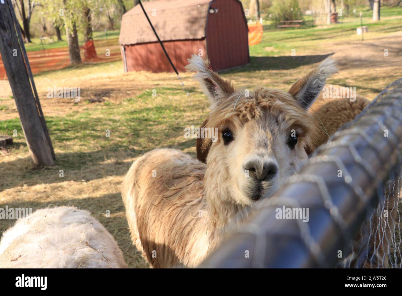 Alpaca marrone al visitatore di saluto di Fence con il granaio rosso in background Foto Stock