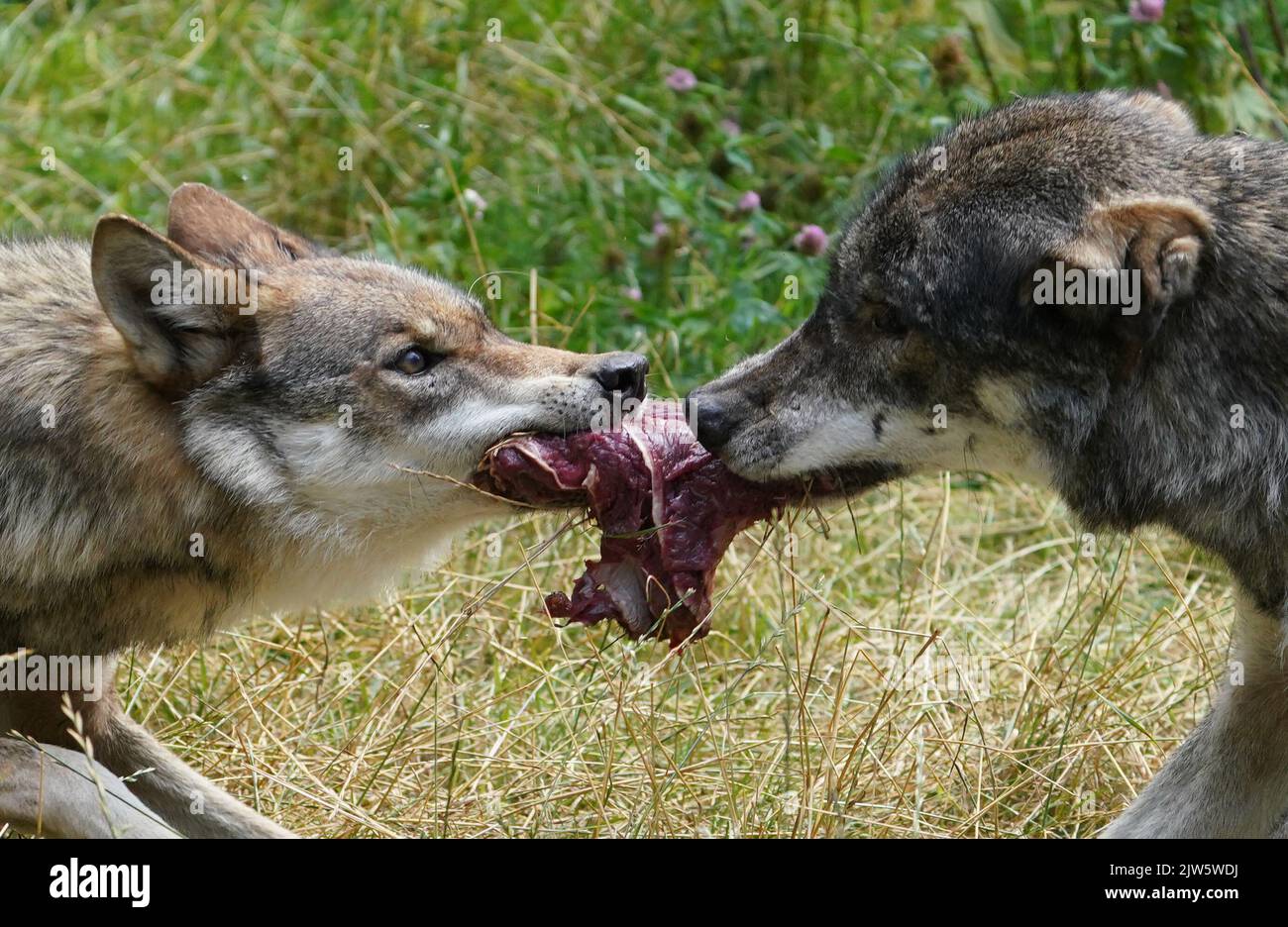 ARCHIVIATO - 27 luglio 2022, Schleswig-Holstein, Heidmühlen: I lupi Mascha (l) e Alexander si strappano per un pezzo di carne durante l'alimentazione nel Parco di caccia Eekholt. In 43 casi, un lupo ha già strappato un animale da fattoria in Sassonia-Anhalt quest'anno. (A dpa 'quasi 170 pecore uccise dal lupo in Sassonia-Anhalt finora') Foto: Marcus Brandt/dpa Foto Stock