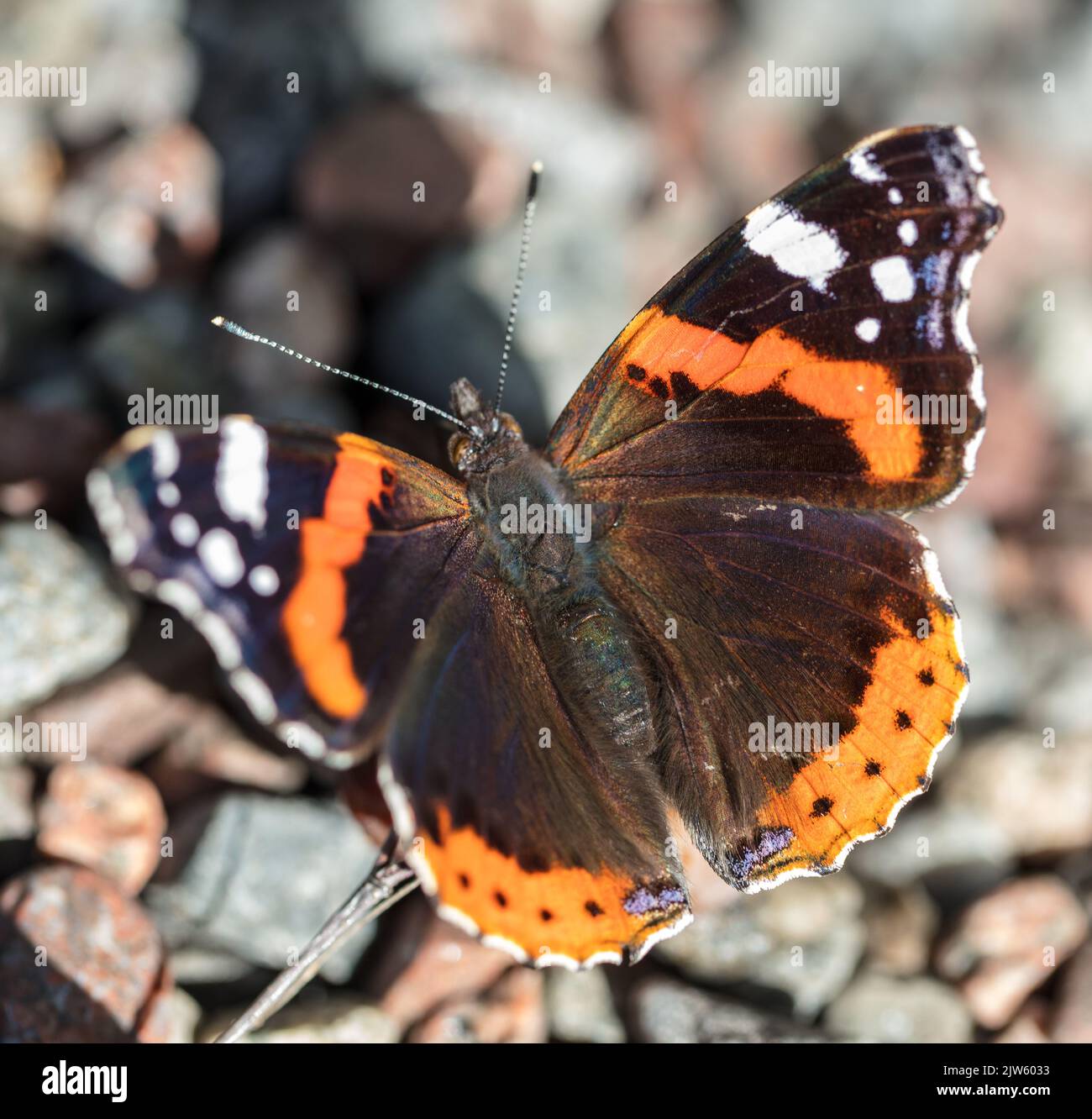 Ammiraglio rosso, Amiralfjäril (Vanessa atalanta) Foto Stock