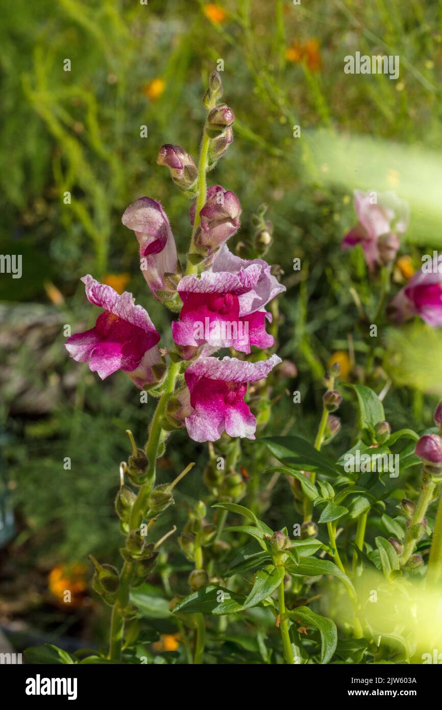 'Tetra' Snapdragon, Lejongap (Antirrinum majus) Foto Stock