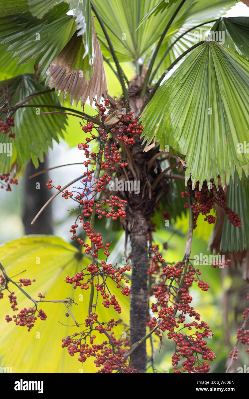Palas payung o Vanuatu fan semi di palma maturi su albero. Foto Stock