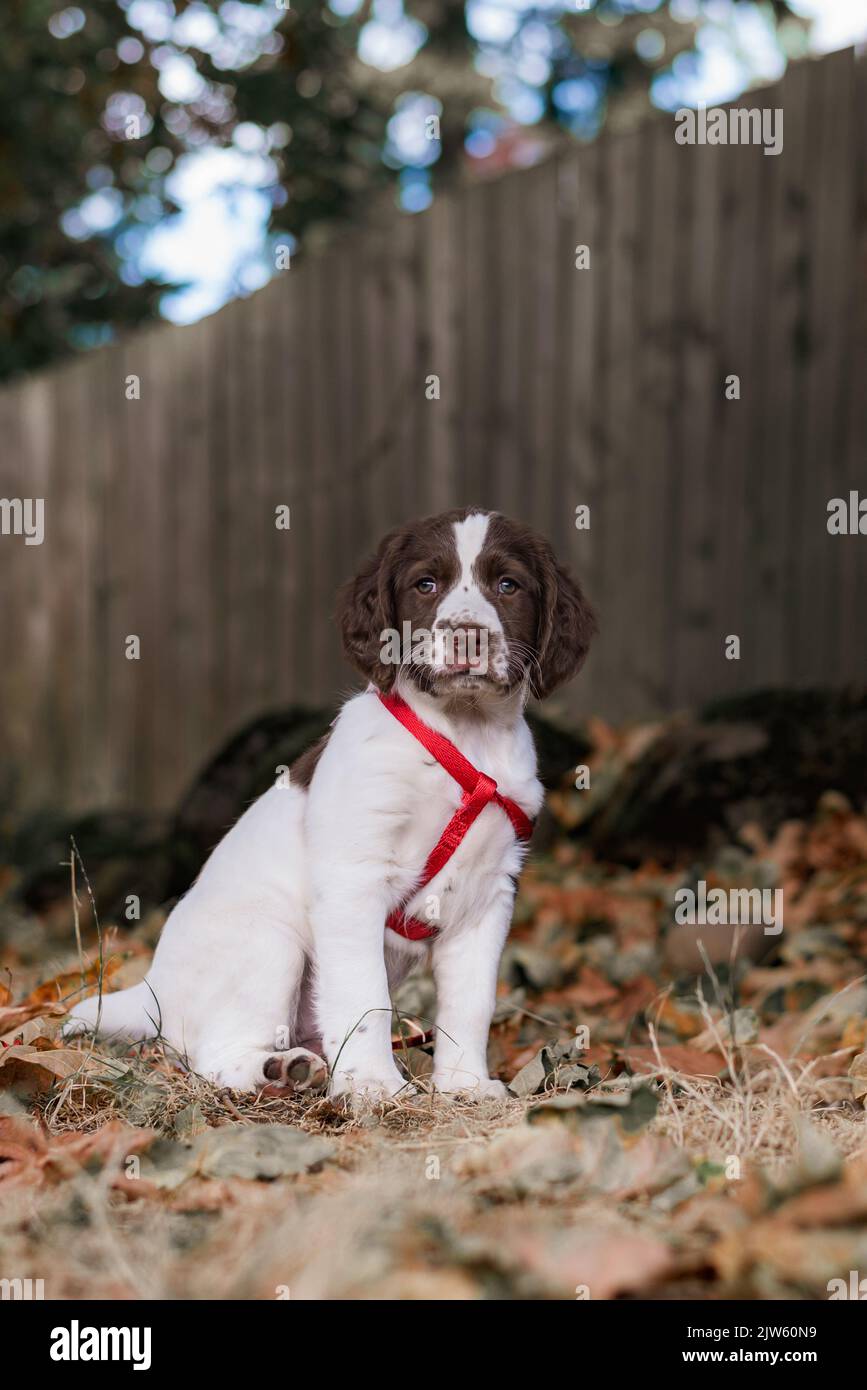 Ritratto di un cucciolo Springer Spaniel inglese seduto nel cortile autunnale Foto Stock