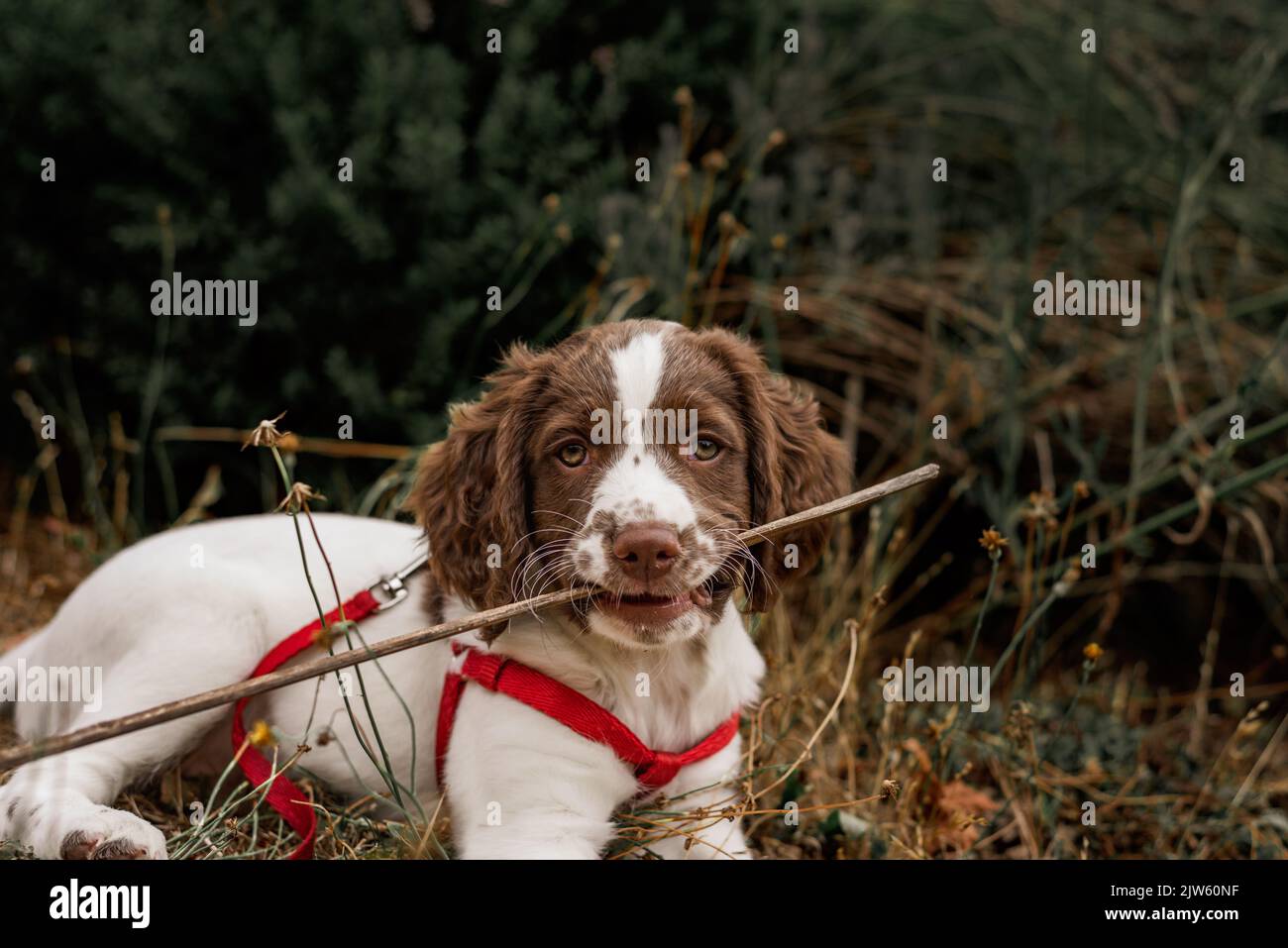 Cute English Springer Spaniel cucciolo cane felicemente adagiato in giardino con bastone in bocca Foto Stock