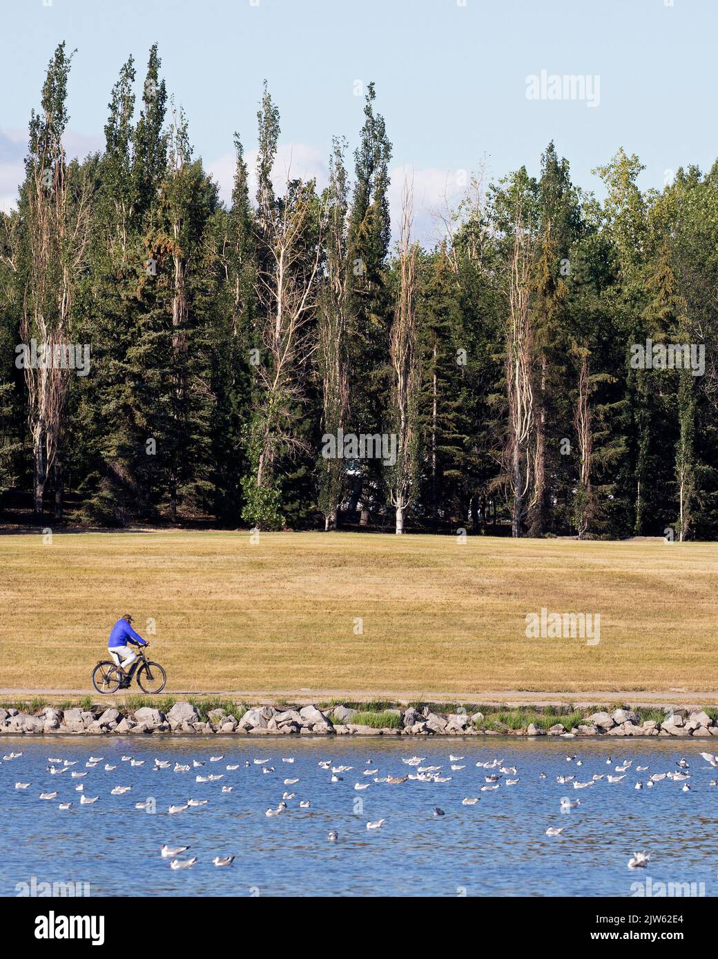 Uomo in bicicletta attraverso Elliston Park, un parco urbano nella città di Calgary con la prima foresta natale BP e un laghetto con uccelli Foto Stock