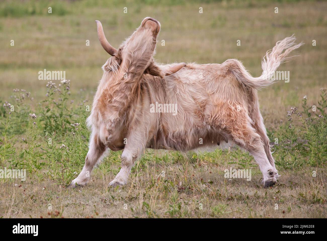 La mucca delle Highland graffia la schiena con la punta del suo corno Foto Stock