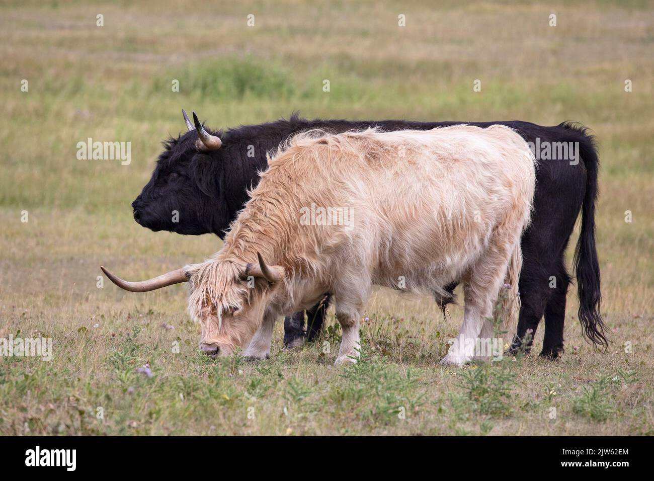 Due bovini che pascolano in un campo, la mucca delle Highland e il toro delle Highland Foto Stock
