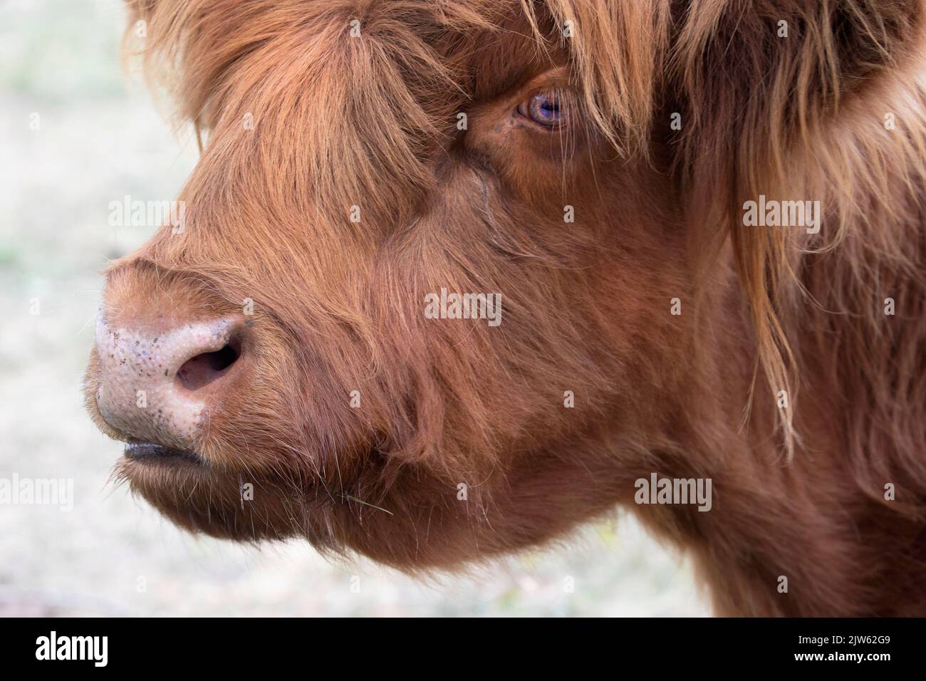 Mucca delle Highland, primo piano del viso, dell'occhio e del naso della mucca rossa Foto Stock